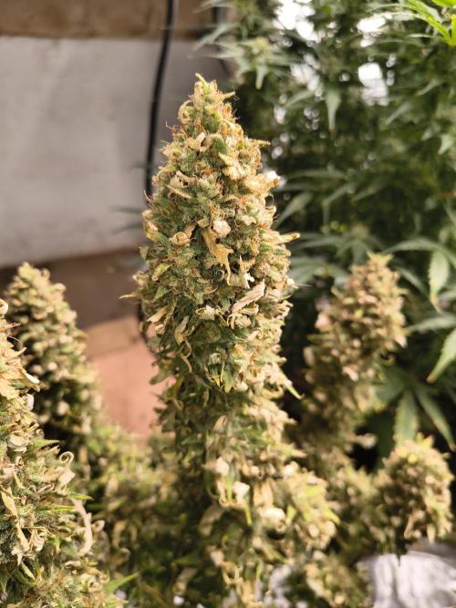 Cosmic cupcake auto. Week 12