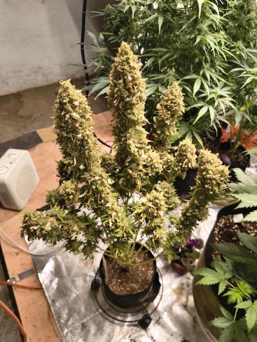 Cosmic cupcake auto. Week 12