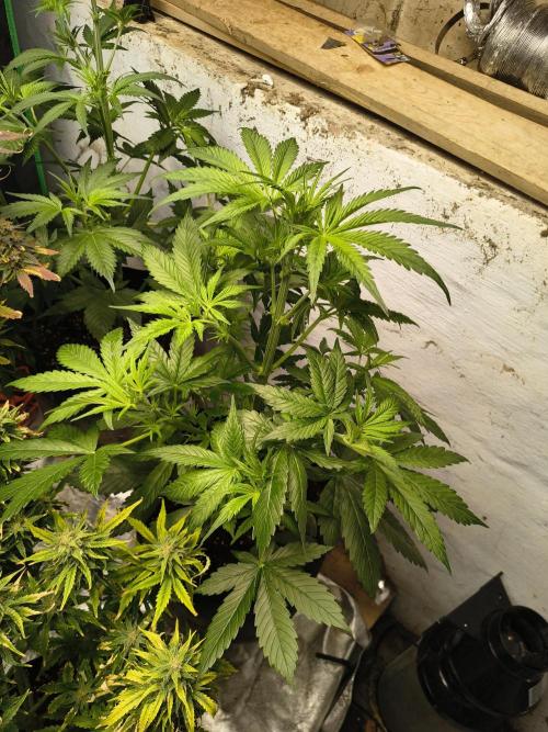 Sticky broccoli. Week 6