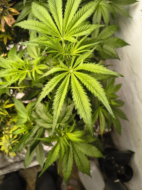 Sticky broccoli. Week 6