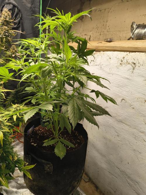 Sticky broccoli. Week 6