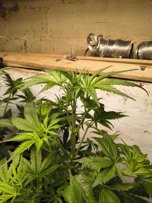 Sticky broccoli. Week 6