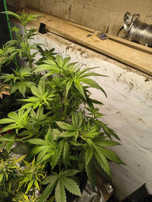 Sticky broccoli. Week 6