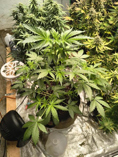 Whiskey Zulu auto. Week 5