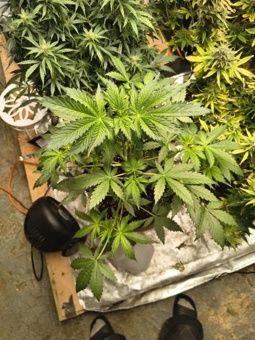 Whiskey Zulu auto. Week 5