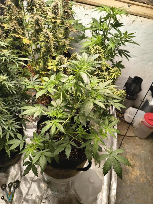 Whiskey Zulu auto. Week 5