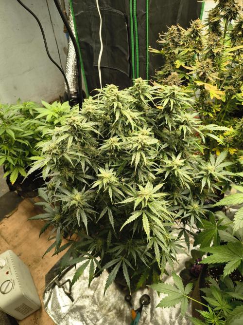Gelonade auto. Week 10