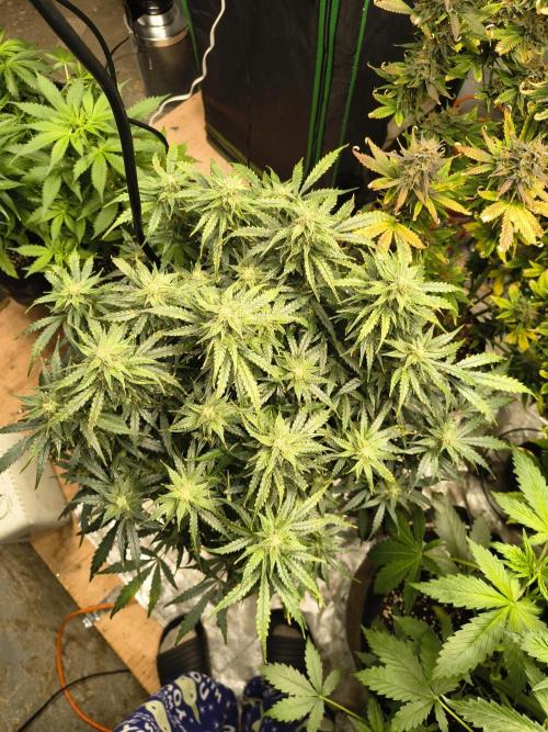 Gelonade auto. Week 10
