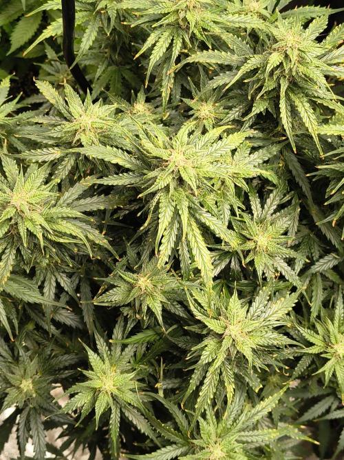 Gelonade auto. Week 10