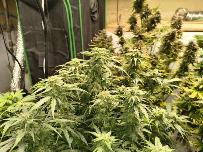Gelonade auto. Week 10