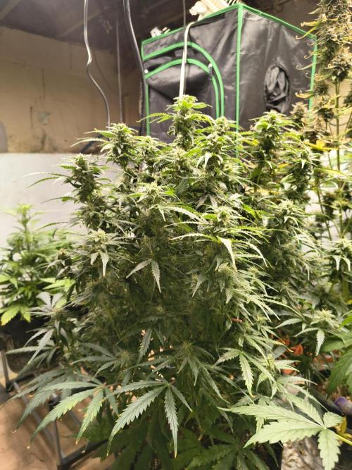 Gelonade auto. Week 10