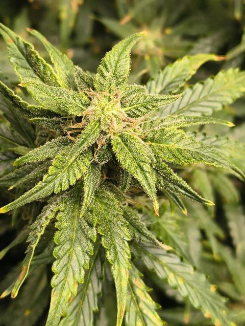 Gelonade auto. Week 10