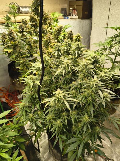 Gelonade auto. Week 10