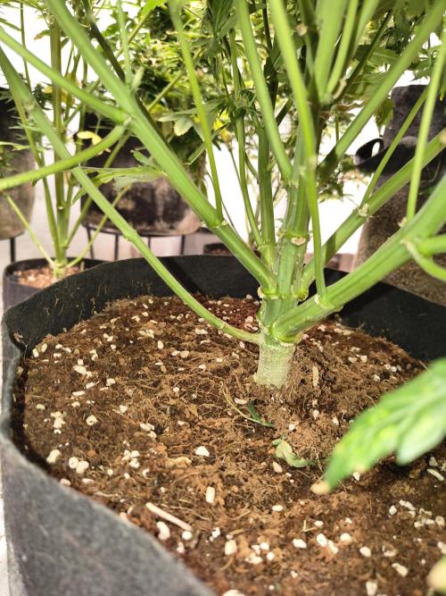 Gelonade auto. Week 10