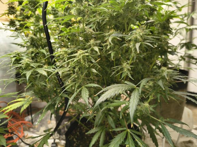 Gelonade auto. Week 10