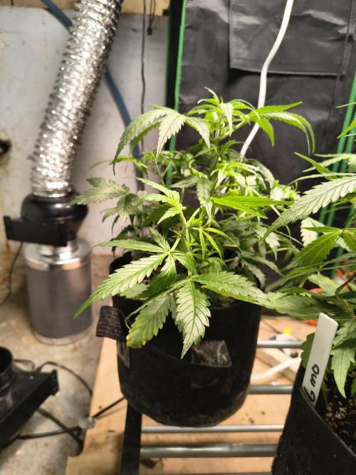 Orange cookies auto. Week 5