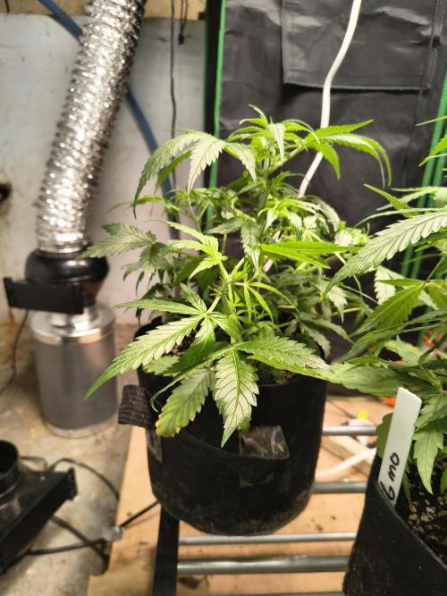 Orange cookies auto. Week 5