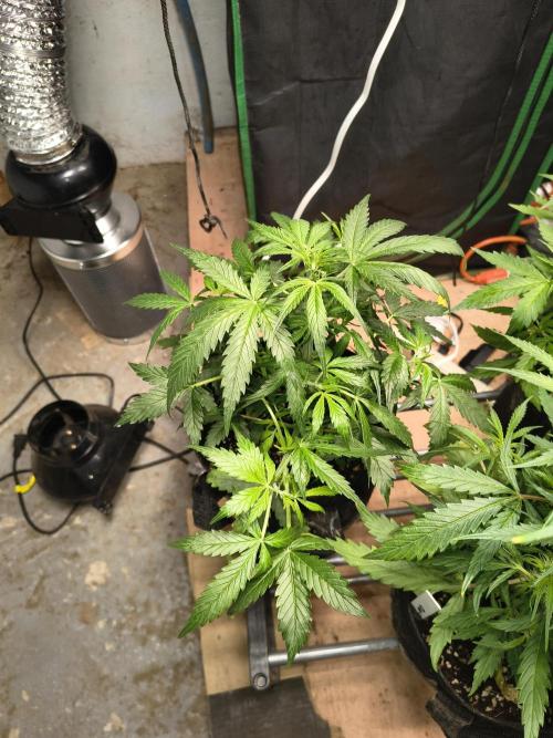 Orange cookies auto. Week 5