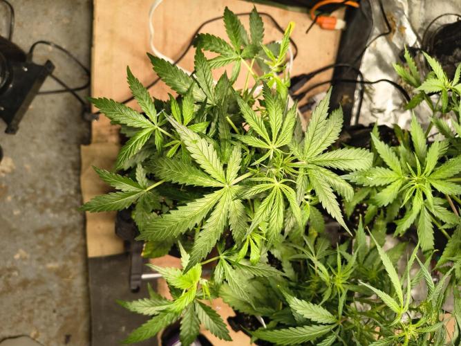 Orange cookies auto. Week 5