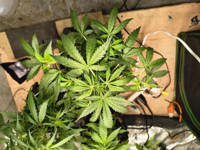 Orange cookies auto. Week 5