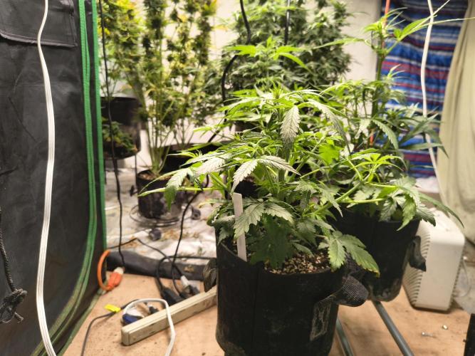 Orange cookies auto. Week 5