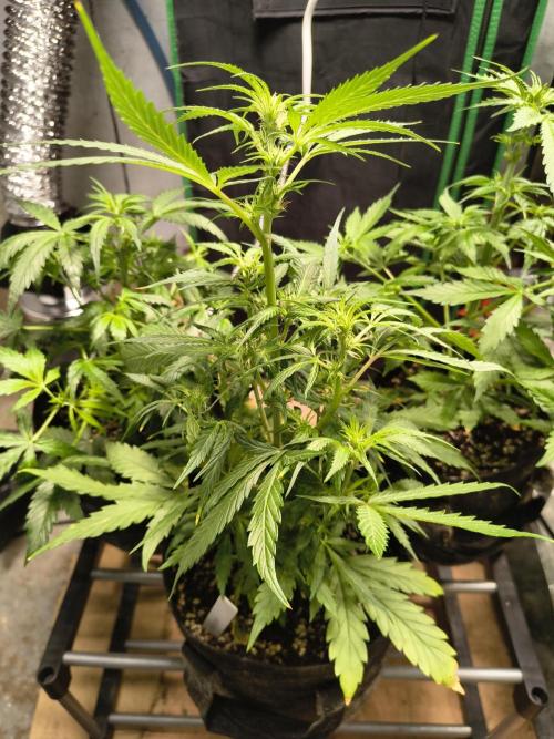 Gmo auto. Week 5