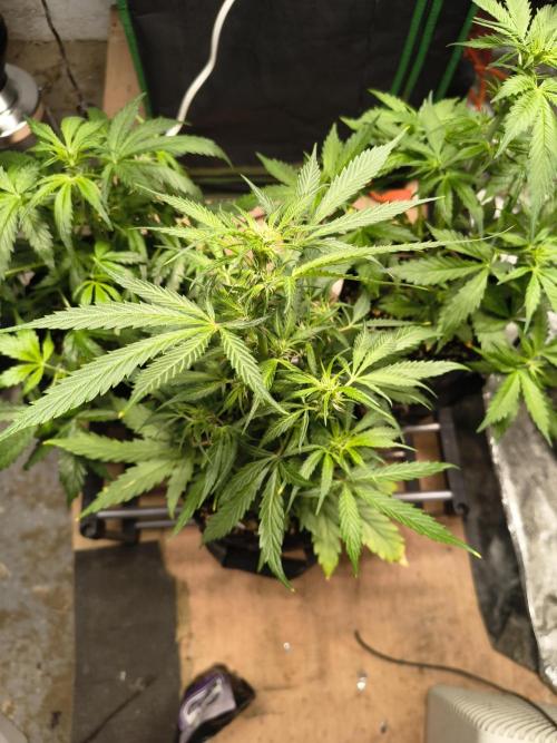 Gmo auto. Week 5