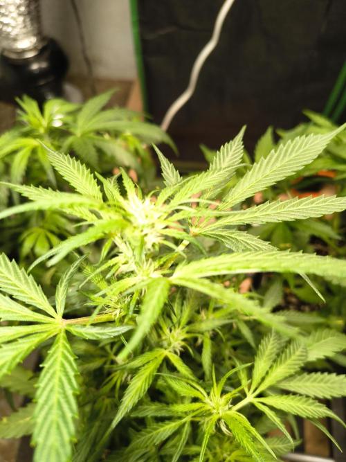 Gmo auto. Week 5