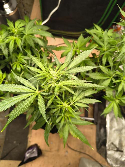 Gmo auto. Week 5