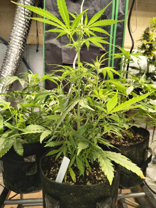 Gmo auto. Week 5