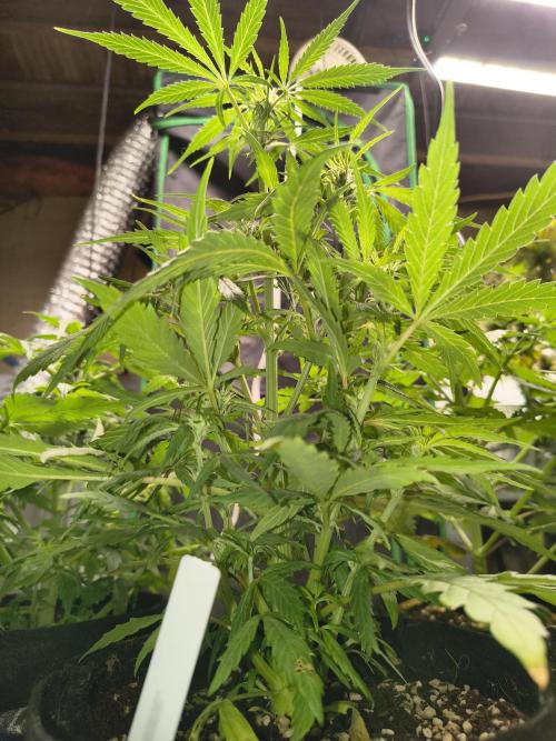 Gmo auto. Week 5
