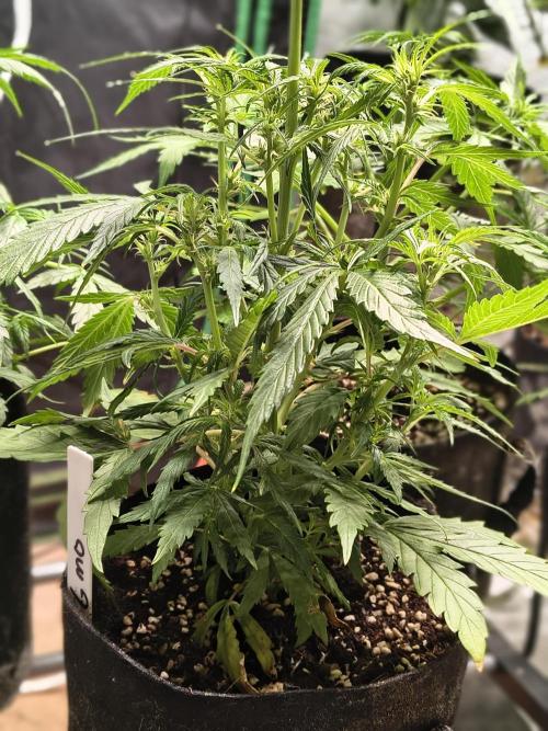 Gmo auto. Week 5