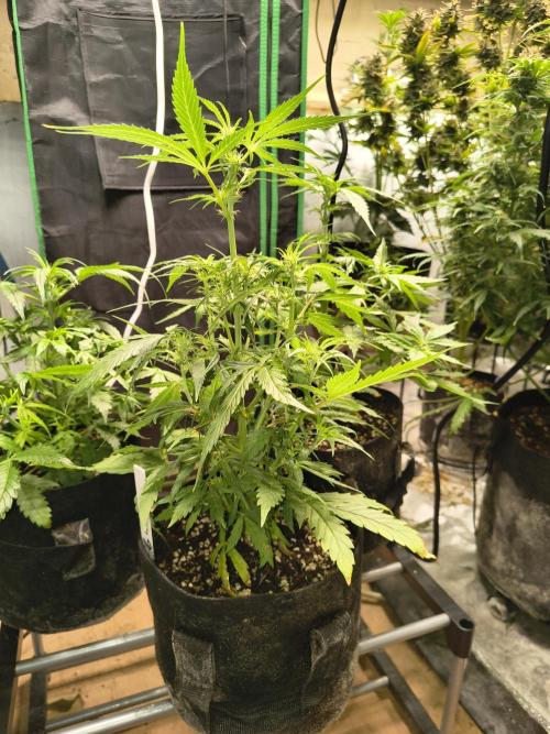 GMO Auto. Week 5