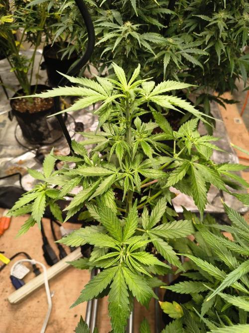Northern Lights Auto. Week 5