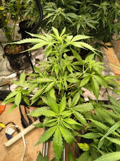 Northern Lights Auto. Week 5
