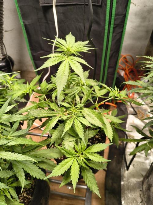 Northern Lights Auto. Week 5