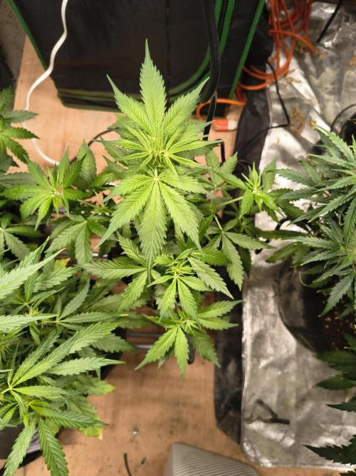 Northern Lights Auto. Week 5