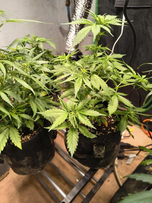 Northern Lights Auto. Week 5