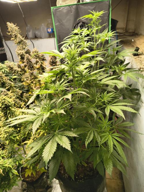 Sticky broccoli. Week 7