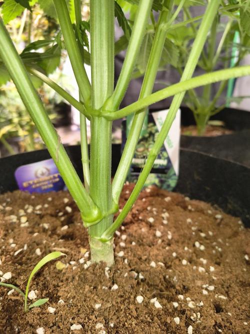 Sticky broccoli. Week 7