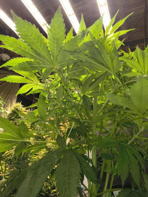 Sticky broccoli. Week 7