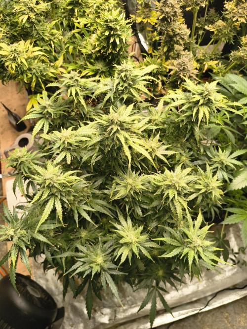 Gelonade auto. Week 11