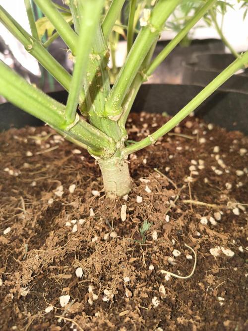 Gelonade auto. Week 11