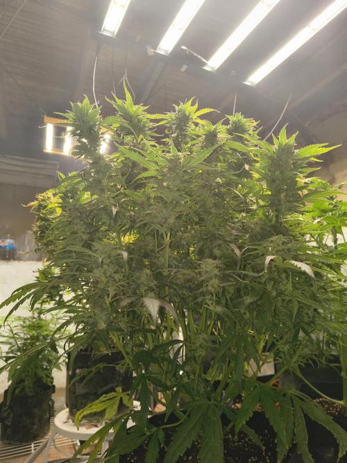 Gelonade auto. Week 11