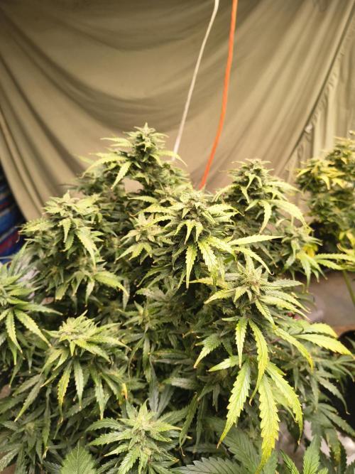 Gelonade auto. Week 11