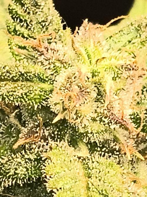 Gelonade auto. Week 11