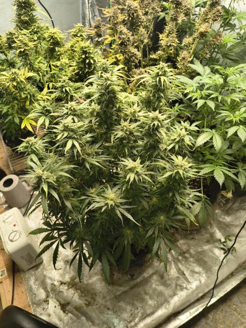 Gelonade auto. Week 11