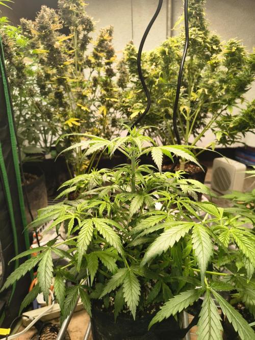 Northern Lights Auto. Week 6