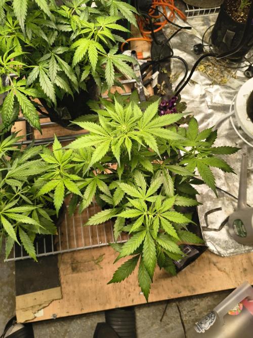 Northern Lights Auto. Week 6