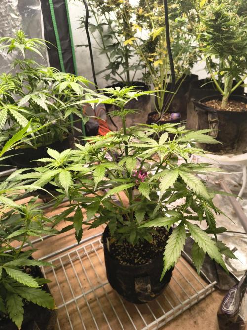 Northern Lights Auto. Week 6